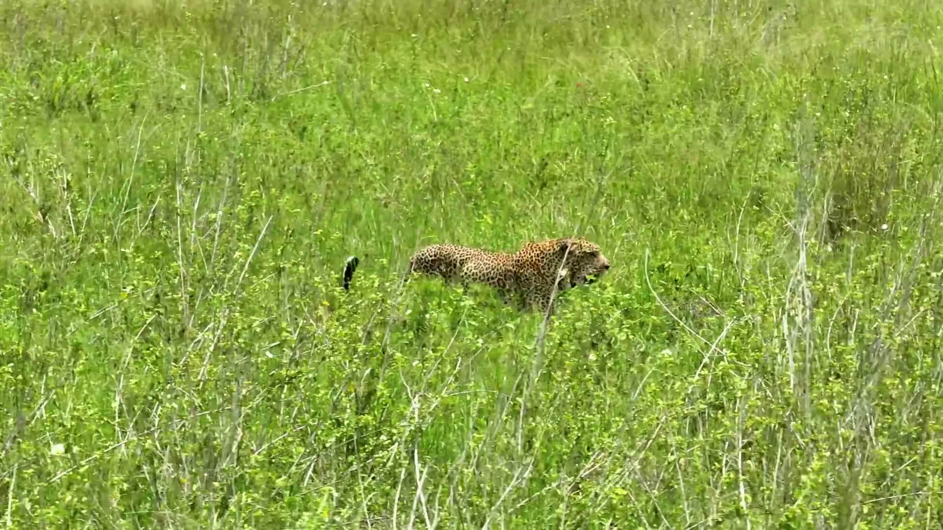A cheetah low in the long grass of the Serengeti